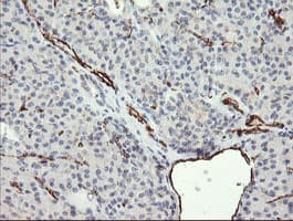 PECAM-1 / CD31 Antibody (clone OTI4C1)