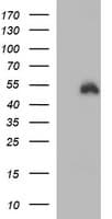 IDO1 / IDO Antibody (clone OTI2B5, Carrier-free)