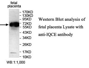 IQCE Antibody (aa385-545)