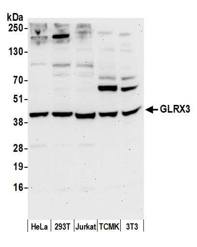 GLRX3 / Glutaredoxin 3 Antibody (aa275-325)