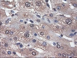 Monoclonal Mouse anti-Human APOM / Apolipoprotein M Antibody (clone OTI3H3, IHC, WB)