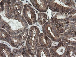 MRPS34 Antibody (clone OTI1H2)