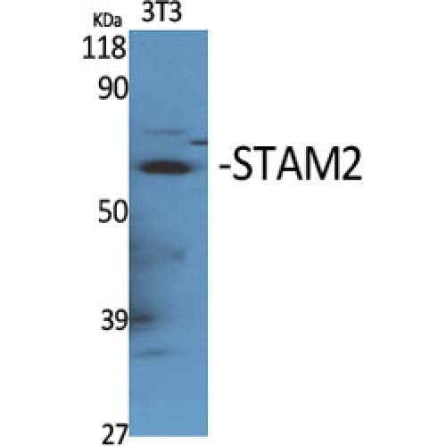STAM2 Antibody (130-210 aa)
