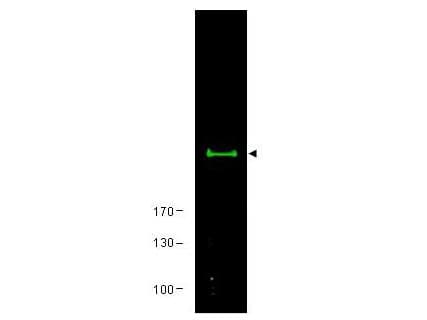 PathPlus™ MTOR Antibody