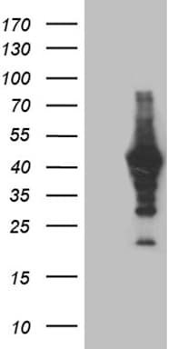 MAGEB4 Antibody (aa1-193, clone OTI1C7, Carrier-free)