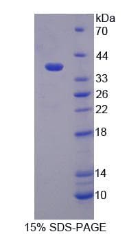 Mouse PEX19 Protein (Recombinant His, N-Terminal)