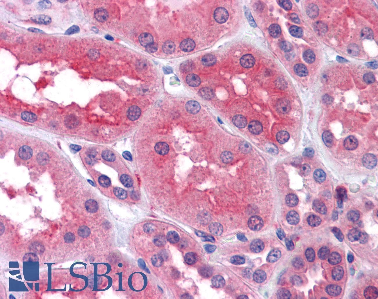 IHC-plus™ PREP / Prolyl Endopeptidase Antibody (aa657-669)