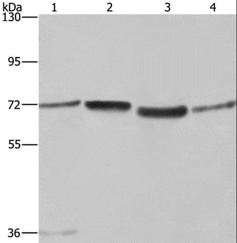 SYN1 / Synapsin 1 Antibody