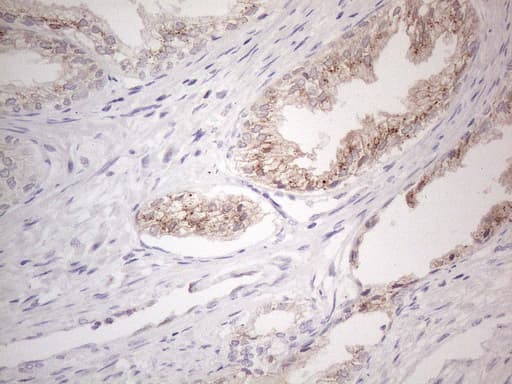 GRN / Granulin Antibody (aa327-593, clone OTI4B9)