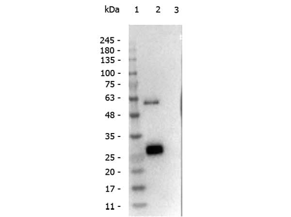 Polyclonal Rabbit anti-Llama Llama IgG1 Antibody (WB)