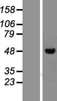 Vitamin D Receptor / VDR Protein (Over-Expression Lysate Myc-DDK (Flag))