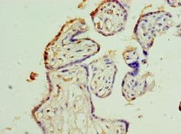 MSI2 Antibody (aa1-80)