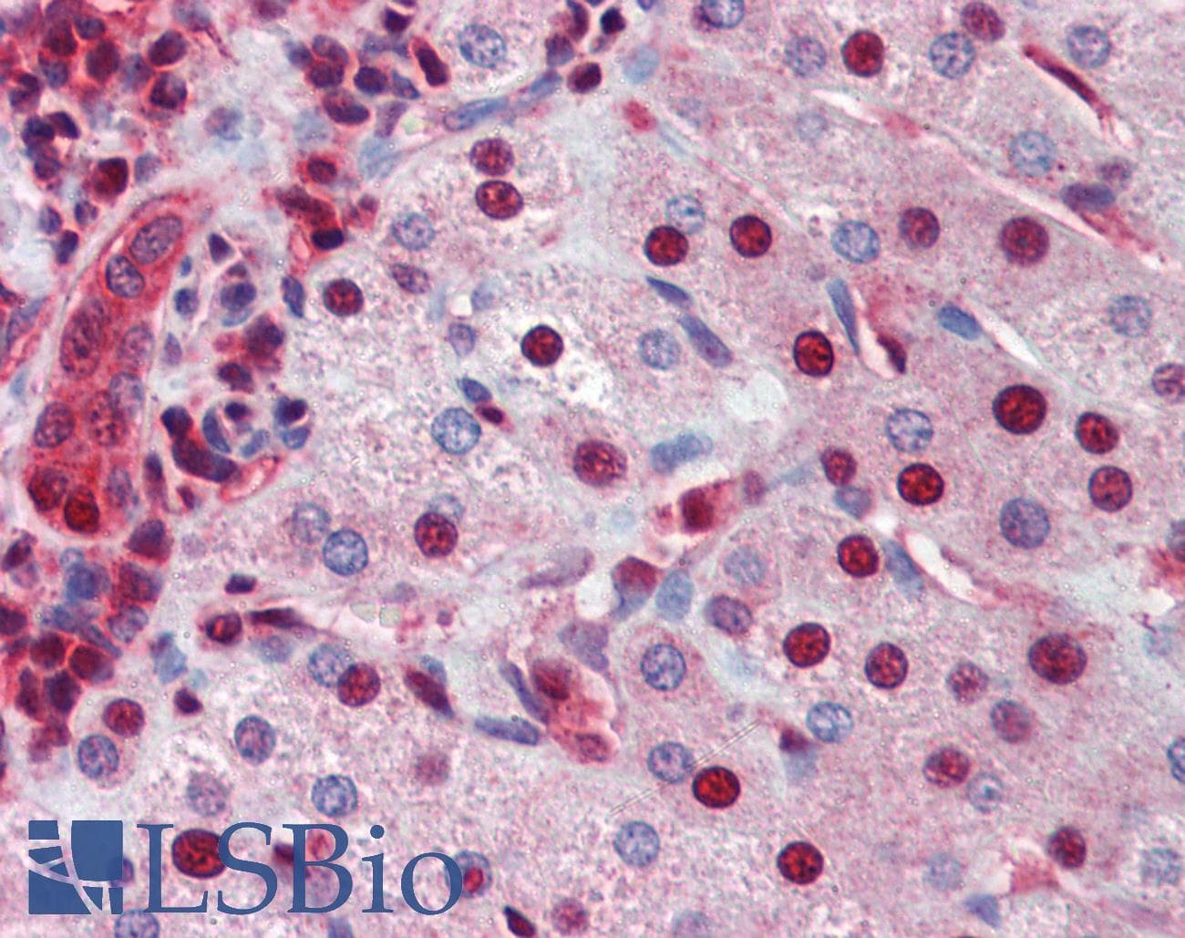 Polyclonal Rabbit anti-Human NR0B2 Antibody (aa110-159, IHC, WB)