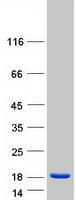 Human CAPS Protein (Recombinant Myc-DDK (Flag))