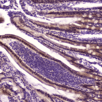 KLF4 Antibody