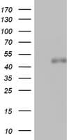 SPATA2L Antibody (aa179-424, clone OTI3F6)