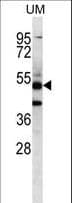 PNLIPRP3 Antibody (aa63-92)