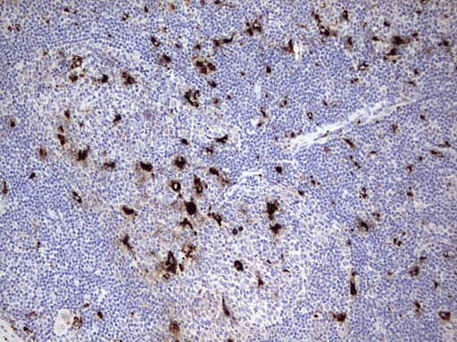 Nor-1 / NR4A3 Antibody (aa332-626, clone OTI2B11)