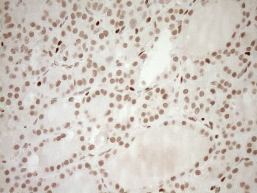 NR1H3 / LXR Alpha Antibody (aa69-329, clone OTI1A5)