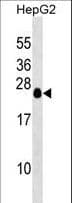 TCEAL6 Antibody (aa43-69)