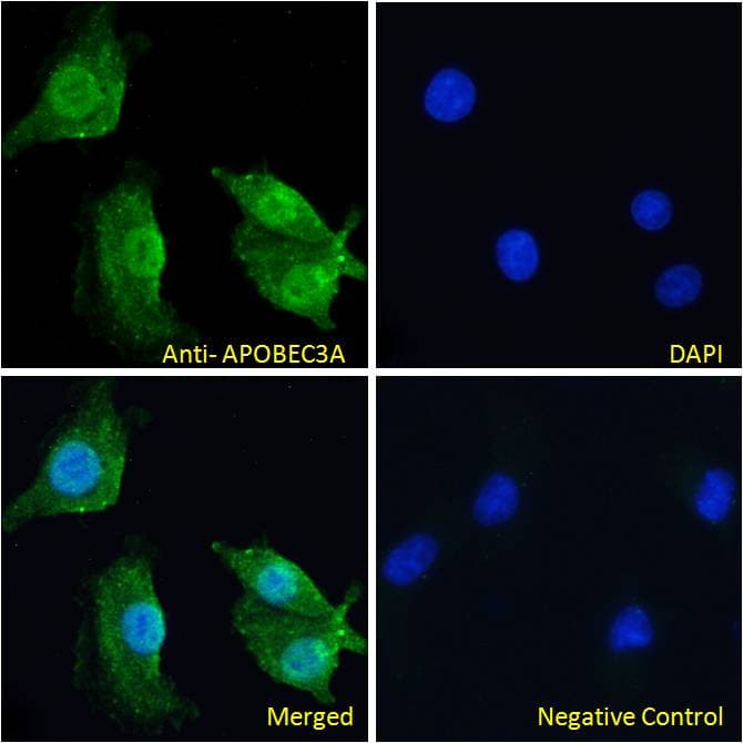 IHC-plus™ Polyclonal Goat anti-Human APOBEC3A Antibody (aa7-20, IHC, IF, WB)