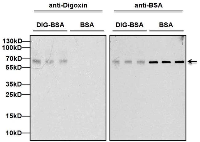 Digoxin Antibody (clone 25P1C9)