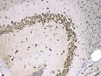 RPS27 / Ribosomal Protein S27 Antibody