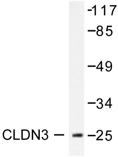 CLDN3 / Claudin 3 Antibody (Thr204)