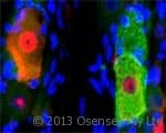 NGFR / CD271 / TNR16 Antibody (clone MC192)