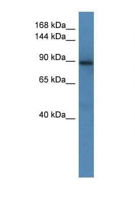 SRGAP1 Antibody (aa673-720)