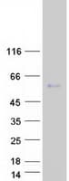 Human MORN1 Protein (Recombinant Myc-DDK (Flag))