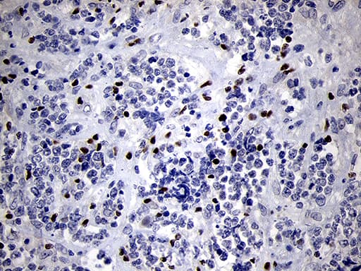 RUNX3 Antibody (clone OTI2G1, Carrier-free)