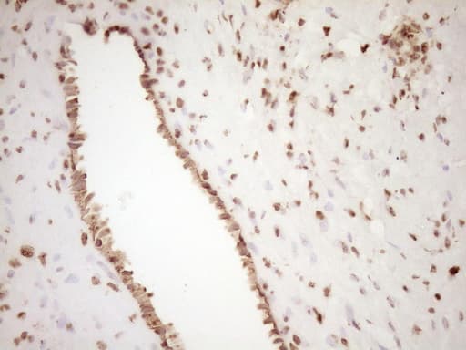 SAE1 Antibody (clone OTI6C7, Carrier-free)