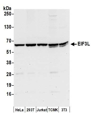 EIF3L / EIF3EIP Antibody (aa1-50)