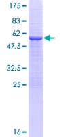 Human TMUB1 Protein (Recombinant GST)
