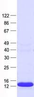 Human SPATA45 / C1orf227 Protein (Recombinant His, N-Terminal)
