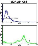 Complement C6 Antibody (aa30-58)