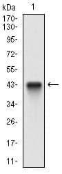 CFLAR / FLIP Antibody (aa100-251, clone 7A3D12)