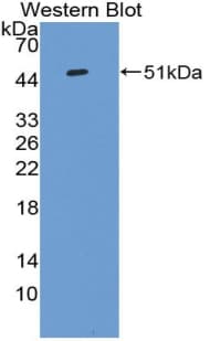 IL-10 Antibody (aa19-178)