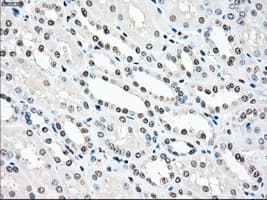 Monoclonal Mouse anti-Human STK3 Antibody (clone OTI2D4, IHC, WB)