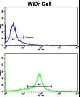 MMP15 Antibody (aa165-194)