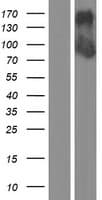 DZANK1 Protein (Over-Expression Lysate Myc-DDK (Flag))
