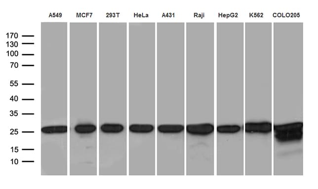 PSMA7 Antibody (clone OTI5F6, Carrier-free)