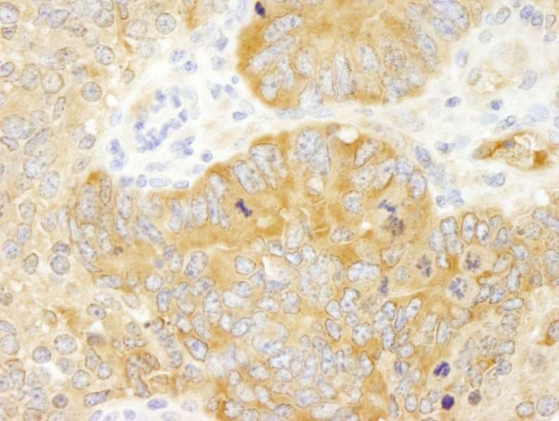 PABPC4 Antibody (aa525-575)