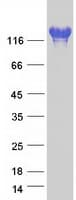 Human IGSF3 Protein (Recombinant Myc-DDK (Flag))