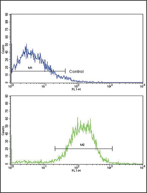 Polyclonal Rabbit anti-Human CDH1 / E Cadherin Antibody (aa160-189, WB)