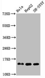 Recombinant Monoclonal Rabbit anti-Human HIST1H3A Antibody (IF, WB)
