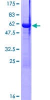 Human MAF1 Protein (Recombinant GST)
