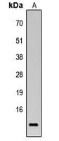 BRP44L Antibody (N-Terminus)