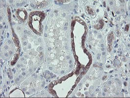 TSC22D1 / TSC22 Antibody (clone OTI3B7)